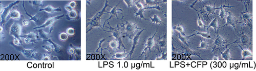 Figure 3 Effects of CFP on cell morphology of THP-1 macrophages. Representative morphological images are shown in each group (200X magnification). The treatment for cells was performed with control, LPS and LPS+CFP group.