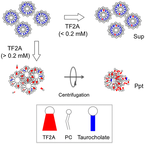 Scheme 2. Hypothesized interaction of TF2A with taurocholate-PC micelles.