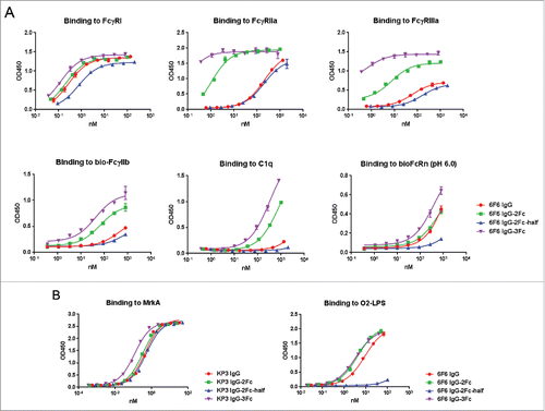 Figure 3. Binding profiles of IgG Fc variants to Fc receptors, C1q and antigens. (A) ELISA evaluation of 6F6 IgG Fc variants binding to Fc receptors including FcγRI, FcγRIIa, FcγRIIIa(158F), FcγRIIb,FcRn and C1q. (B) ELISA evaluation of binding activity of anti-MrkA KP3 and anti-LPS 6F6 IgG Fc variants to their respective antigens.