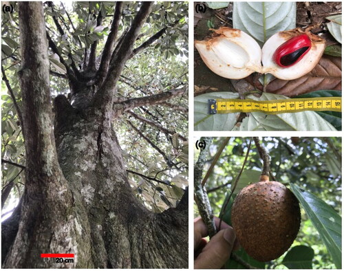 Figure 1. Myristica argentea grown in the forest of West Papua, Indonesia. (A) Tree trunk. (B) Mature fruit, with a description as follows: fruits solitary, ±ellipsoid-fusiform, 6.5–7.5 by 3.5–4.5 cm, apex narrowed, base somewhat contracted into a pseudostalk, 3–8 mm long, early glabrescent, brown, usually set with conspicuous coarse pale pustules or lenticels, similar as reported by de Wilde (Citation2014). (C) Longitudinal cut of the fruit showing red mace and nut (C). Pictures by Jakty Kusuma, Ambon, Indonesia, 2018. For the figure of Myristica fatua, picture is available in https://sweetgum.nybg.org/images3/3009/671/03509312.jpg.