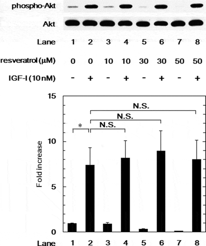 Figure 7. Effect of resveratrol on the IGF-I-induced phosphorylation of Akt in MC3T3-E1 cells