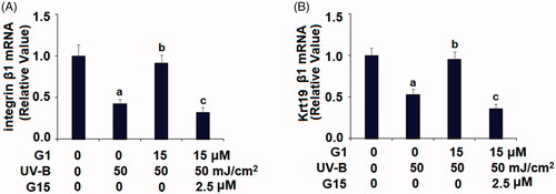 Figure 9. G15 abolished the protective effects of G1 in maintaining ESCs capacities. ESCs were stimulated with ultraviolet-B (UV-B) (50 mJ/cm2) with or without 15 μM G1 or 2.5 μM G15 for 24 h. (A) mRNA of integrin-β1; (B) mRNA of KRT19 (a, b, c, p < .01 vs. previous group, n = 6).