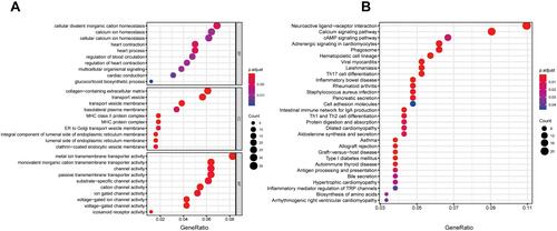 Figure 3 (A) GO and (B) KEGG enrichment analysis of 558 genes (including 255 genes in blue module and 303 genes in turquoise module) identified from WGCNA.