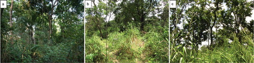 Figure 2. Photographs of the vegetation in the three plots; (a) Forest (KOG02) 7°15'41.9''N, 1°09'00.2''W, 197 m asl; (b) Transition (KOG04) 7°18'07.7'' N, 1°10'50.2''W and 190 m asl; and (c) Savannah (KOG05) 7°18'04.1'' N, 1°09'53.8''W and 186 m asl.