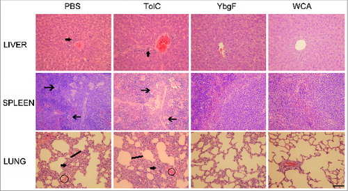 Figure 4. Pathological lesion in the organs of immunized mice after challenge. Infiltration of inflammatory cells is shown with thick arrows in the livers and lungs, macrophages in spleen tissues are shown with thin arrows, severe interstitial thickened alveolar walls are shown with short lines, and alveolar hemorrhage in lungs is shown with circles (400× magnification, bar = 200 μm).