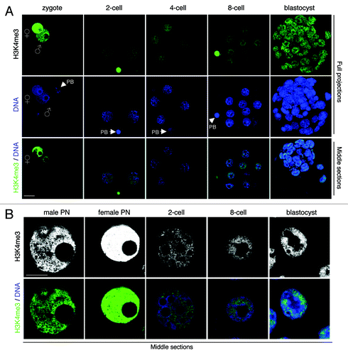 Figure 5. H3K4me3 is present throughout mouse pre-implantation development. (A) Freshly collected mouse embryos from natural matings at the indicated stages were stained with a H3K4me3 antibody (green) and with DAPI (blue). Full projections of Z-sections acquired every 1 μm (top and middle panels) and middle, merge section (bottom panel) are shown. Note that similar results were obtained with embryos derived from superovulation experiments (not shown). (B) H3K4me3 displays euchromatic localization in embryonic nuclei. Shown are higher magnifications of pronuclei (at zygotic stage) and individual nuclei at indicated stages of development stained with an H3K4me3 antibody. Top panels show a single confocal section of H2A.Z staining (in gray scale). The bottom panels show a merge image of the corresponding Z-section of DNA (blue) and H3K4me3 (green). Scale bar = 10 µm.