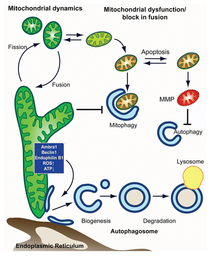 Figure 1 Model for mitochondria-autophagy crosstalk. In this model, we depict the main intersection between in autophagy-mitochondrial crosstalk from the side of (1) autophagy and (2) mitochondria. (1) Autophagy shapes mitochondrial health and number through the selective degradation of mitochondria in a process termed mitophagy. Elimination of damaged mitochondria is facilitated by mitochondrial fission and promotes cell survival. Mitophagic malfunction leads to the accumulation of dysfunctional mitochondria and makes the cell more susceptible to MMP and apoptosis. When cell death is induced, apoptotic executers inactivate pro-autophagic proteins, thus inhibiting autophagy. (2) Autophagic degradation of mitochondria is affected by mitochondrial shape/function, with heavily fused mitochondria being a poor substrate that evades autophagic degradation. Mitochondria, furthermore, are able to control autophagic induction and autophagsomal biogenesis from mitochondria (or other autohagosomal origins such as the er) through mitochondrial localized proteins and/or metabolic products (such as ROS and ATP).