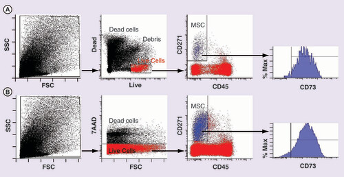 Figure 4. Analysis of CD45-CD271+ multipotential stromal cell abundance in femoral head bone digests. (A) New live/dead binding dyes compared with (B) a traditional 7-AAD-based method. Far left panels: dot plots showing size distribution of all events (cells and debris). Middle left panels: gating on live cells (shown in red). Middle right panels: identification of CD45-CD271+ MSCs (shown in blue). Far right panels: histogram of CD73 positivity on the CD45-CD271+ MSC population. Vertical lines indicate the boundary for isotype control binding, horizontal lines indicate the region used to calculate the proportions of CD73+ cells.FSC: Forward scatter; MSC: Multipotential stromal cell; SSC: Side scatter.
