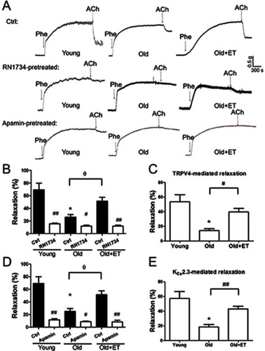 Figure 3 Role of TRPV4-KCa2.3 signaling in age-related decrease in endothelium-derived hyperpolarizing factor (EDHF)-mediated relaxation in rat aortic arteries and the effect of exercise training (ET). Representative traces (A) and summary data (B, D) for acetylcholine (ACh)-induced EDHF-mediated relaxation in the presence or absence of the transient receptor potential vanilloid 4 channel (TRPV4) selective inhibitor RN1734 (20 µmol/L) or the small-conductance calcium-activated potassium channel (KCa2.3) selective inhibitor apamin (200 nmol/L) in aortic arteries derived from rats in the Young, Old, and Old + ET groups. (C, E) Summary data for TRPV4-mediated (C) or KCa2.3-mediated (E) EDHF response in aortic arteries derived from rats in the Young, Old, and Old + ET groups. Values are the mean ± SEM (n=3 experiments). *P<0.05 vs. Young; #P<0.05, ##P<0.01 vs. Ctrl; ƟP <0.05 vs. Old. Phe indicates phenylephrine; Ctrl, control.