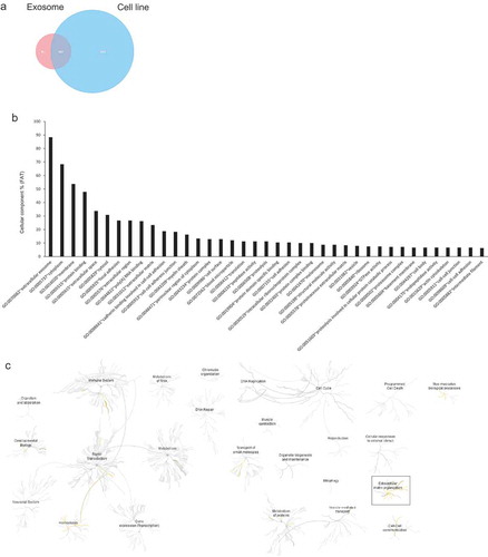 Figure 2. Proteomic analysis of UBtip cell line exosomes. (a) A Venn diagram showing the common and unique number of proteins of the UBtip cell line and the UBtip cell line-derived exosomes (both protein sets are the common proteins derived from two independent biological replicates). Venn diagrams were generated using FunRich [Citation31]. (b) Analysis of cellular component GO terms. A functional enrichment analysis of the exosomal proteins was performed using DAVID [Citation28,Citation29]. Percentages of proteins relative to the total number of proteins in the category of GO terms are shown. To minimize redundancy of general GO terms, GO FAT was used. Only categories with enrichment greater than 5.5% are shown. (c) Pathway clustering analysis. Enrichment of proteins in certain pathways was visualized using the Reactome Pathway Analysis Tool (www.reactome.org). Significant differences in enrichment compared with proteins from the UBtip cell line were highlighted with a box and represent extracellular matrix proteins.