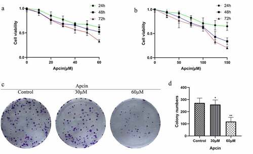 Figure 1. Apcin suppresses glioma cell proliferation. (a) The CCK-8 assay was performed after treating U251MG cells with the indicated concentrations of apcin for 24, 48 and 72 h. (b) The CCK-8 assay was performed after treating U87MG cells with the indicated concentrations of apcin for 24, 48 and 72 h. (c) Colony formation assay showing the sensitizing effects on GBM cells after apcin treatment. (d) Quantitative results of Colony formation assay (*p < 0.05 vs. the control group, **p < 0.01 vs. the control group)