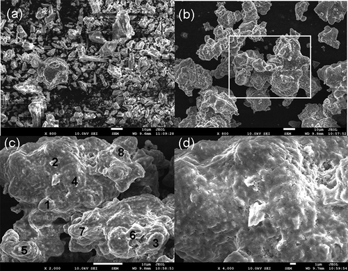 Figure 4. (a) SEM micrograph of PMS. (b, c, and d) SEM micrographs of SPF.