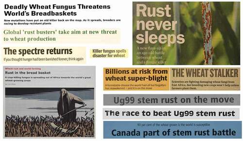 Fig. 7 (Colour online) Headlines from popular science articles on Ug99