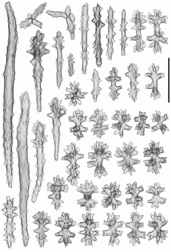 Figure 10.  Pseudoanthomastus agaricus holotype (MOM INV-6080). Sclerites of capitulum. Scale 0.1 mm.
