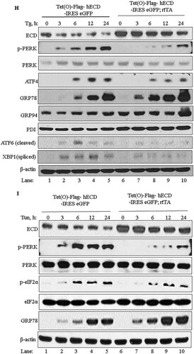 FIG 3 ECD regulates the PERK pathway of the UPR. (A and C) Ecdfl/fl MEFs were infected with an adenovirus coding for GFP (adeno-GFP; control) or Cre (adeno-Cre) for 72 h. The cells were then left untreated or treated with thapsigargin (50 nM). Equal amounts of proteins were resolved in an SDS-PAGE gel and then subjected to Western blotting with the indicated antibodies. (B) After adenovirus infection as described for panel A, the cells were treated with thapsigargin. Total RNA was isolated and subjected to qRT-PCR with CHOP primers. The data are means and SD for 3 independent experiments. *, P < 0.05. (D) After adenovirus infection as described for panel A, equal numbers (1,000) of wild-type (WT) or ECD−/− cells were plated in triplicate and treated with thapsigargin for 24 h. Ten days later, surviving colonies were assessed after crystal blue (0.5% in 25% methanol) staining. The color retained after the wash was dissolved in 10% acetic acid, and the absorbance at 590 nm was read. The graph in the bottom panel represents relative absorbances. The data are means and SD for 4 independent experiments. *, P < 0.05; **, P ≤ 0.002. UT, untreated cells. (E) Panc-1 cells were treated with control or ECD siRNA for 48 h. The cells were then switched to glucose-free medium, and cell lysates were prepared at the indicated time points and subjected to Western blotting with the indicated antibodies. (F, H, and I) ECD-inducible MEFs [Tet(O)-Flag- hECD-IRES-eGFP; rtTA] or control MEFs [Tet(O)-Flag-hECD-IRES-eGFP] were treated with Dox for 48 h, followed by treatment with thapsigargin (50 nM) or tunicamycin (50 ng/ml). Cell lysates were prepared at the indicated time points, and equal amounts of proteins were resolved in an SDS-PAGE gel and subjected to Western blotting with the indicated antibodies. (G) Following ECD induction and thapsigargin treatment as described above, CHOP mRNA levels were assessed using qRT-PCR.