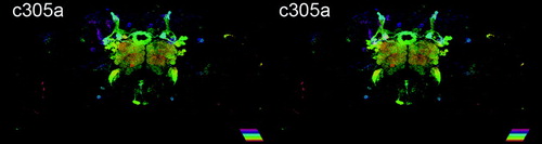 Figure 3  Driver labeling the α′/β′ neurons. Stereopair shows a reconstruction of c305a preferentially labeling the entire α′/β′ lobes. The applied color illustrates the depth (see scale bar [25 µm] for the color code). See also original confocal stacks for detail (http://mushroombody.net). Outside the MB, it labeled broad neuropils, including the local interneurons in the antennal lobe, antennal nerve, ellipsoid body, large paired neurons originating from the subesophageal ganglion, and many other cells throughout the brain (see also Figure 1).