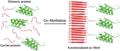 Figure 3. Schematic illustration of co-fibrillation to immobilize globular domains into amyloid fibrils with defined doping frequencies.