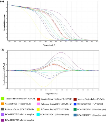 Figure 3. Differentiation efficacy of qPCR-HRM between FCV-Vac, VS-FCV, and FCV-TH wild type (A) HRM normalized the melt curve of ten unique patterns. (B) HRM difference graph of the ten FCV strains using the vaccine strain (purevax® RCPCh) as a reference strain. HRM normalized and difference graphs could distinguish between FCV-Vac, VS-FCV, and FCV-TH wild type.