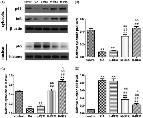 Figure 7. Dex inhibits nuclear translocation of NF-κB in articular cartilage tissue of OA rats. (A) NF-κB p65 in cytoplasm and nucleus, and IκB levels in cytoplasm were analyzed by western blot. (B) The expression of NF-κB p65 in cytoplasm. (C) The expression of IκB in cytoplasm. (D) The expression of NF-κB p65 in nucleus. Dex treatment significantly inhibited the degradation of IκB and the nuclear translocation of p65 in cartilage tissues of OA rats. Values are means ± SD. N = 10. **p < 0.01 vs. control group; ##p < 0.01 vs. OA group; &&p < 0.01 vs. L-DEX group; $p < 0.05 vs. M-DEX group.