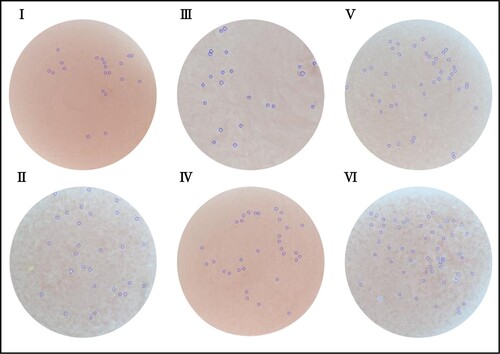 Figure 3. Effects of lactate enantiomers on plaque formation. I. Control group; II. Positive control group; III. L-lactate 1000 mg/kg group; IV. L-lactate 2000 mg/kg group; V. D-lactate 1000 mg/kg group; and VI. D-lactate 2000 mg/kg group.