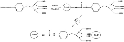Figure 1. The process of synthesize Pb-ITCBE-KLH and Pb-ITCBE-BSA.