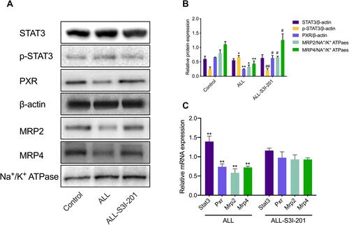 Figure 5 Expression of targeted renal proteins and mRNA in NOD/SCID mice treated with S3I-201. (A) Expression of target proteins in NOD/SCID mice kidney detected using Western blotting. (B) Expression of targeted proteins was quantified and can be seen in the bar graphs. *p < 0.05, **p < 0.01, versus the control group; #p < 0.05, ##p < 0.01, the ALL-S3I-201 group versus the control group. (C) The fold change with respect to mRNA expression of Stat3, Pxr, Mrp2, and Mrp4 in NOD/SCID mice. *p < 0.05, **p < 0.01, versus the control group.