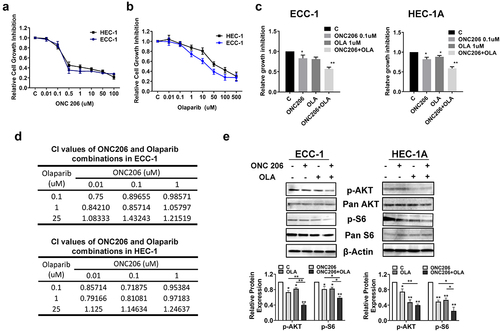 Figure 1. Synergistic effects of olaparib and ONC206 in EC cells. ECC-1 and HEC-1A cell lines were treated with varying doses of olaparib and ONC206 as single agents for 72 h. Cell proliferation was assessed by MTT assay. Olaparib and ONC206 significantly inhibited cell proliferation in a dose dependent manner (a and b). Simultaneous exposure to both drugs at low doses resulted in synergistic inhibition of cell proliferation in both cell lines (c). The combination index (CI) was calculated by the Bliss Independence model (d). Western blotting results indicated that ONC206, olaparib and the combination treatment reduced phosphorylation of AKT and S6 in both cell lines after 24 h of treatment (e). OLA is an abbreviation for Olaparib. (* = p < .05, ** = p < .01).