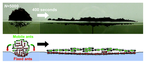 Figure 1. A sphere of ants will spread out to a pancake in a matter of minutes. Mobile ants on the top layer walk toward the edge and become part of the fixed bottom layers. This leaves a new mobile layer of ants that follow the same pattern. This behavior continues until the raft reaches an equilibrium thickness of 2.5 ants.