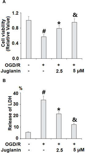 Figure 6 Juglanin prevented oxygen–glucose deprivation/reperfusion (OGD/R) in human bEnd.3 brain microvascular endothelial cells (HBMVECs). Cells were exposed to hypoxic conditions for 6 h, followed by exposure to reperfusion media for (24 h) in the presence or absence of juglanin (2.5, 5 μM). (A) Cell viability was determined by 3-(4,5-dimethyl-2-thiazolyl)-2,5-diphenyl-2-H-tetrazolium bromide, Thiazolyl Blue Tetrazolium Bromide (MTT) assay. (B) Release of lactate dehydrogenase (LDH) (#, *, &P<0.01 vs previous column group).