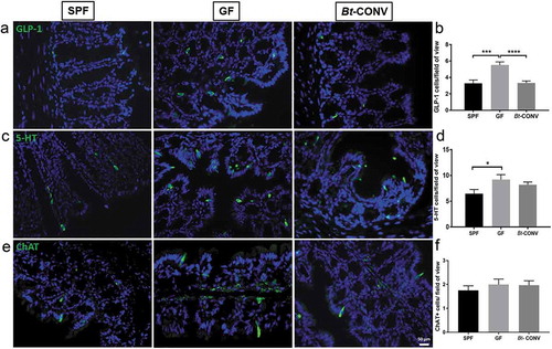 Figure 5. Bt-CONV specifically normalizes L-cells only.