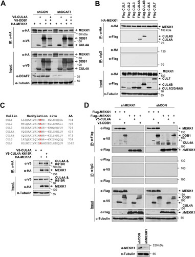 FIG 1 MEKK1 interacts with components of the CRL4 complex. (A) Equal numbers of HEK293 cells were transfected with vectors encoding shRNAs against DCAF7 or a scrambled control (shCON), selected by puromycin treatment for 2 days to eliminate untransfected cells, and then transfected to express MEKK1 and the indicated components of the CRL4 complex. One part of the cell lysates was used for coimmunoprecipitation experiments (IP) as shown; another part was used as input controls to control proper knockdown and protein expression. Tubulin was detected to ensure comparable protein loading. The position of a molecular weight marker is shown. (B) HEK293 cells were transfected to express HA-MEKK1 in combination with Flag-tagged cullins as indicated. Cell lysates were either analyzed for correct protein expression or used for coimmunoprecipitation experiments using anti-HA or isotype-matched control antibodies. (C, top) Neddylated lysines of human cullin proteins are shown in red, and the positions of the neddylated lysines are indicated. (C, bottom) HA-MEKK1 was coexpressed with V5-tagged cullin-4 or a neddylation-defective mutant, followed by a coimmunoprecipitation experiment. (D) HEK293 cells were transfected with vectors directing the expression of MEKK1-specific shRNA or an unspecific control shRNA and selected for 5 days in puromycin to allow for efficient MEKK1 depletion. (D, bottom) One aliquot of the cells was tested by immunoblotting for efficient knockdown of MEKK1. (D, top) Remaining cells were reseeded in dishes and retransfected to express Flag-tagged MEKK1 or ΔMEKK1 along with CRL4 components as shown, followed by coimmunoprecipitation and immunoblotting.