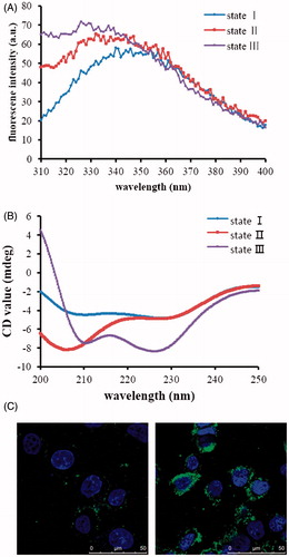 Figure 4. Verification of pHLIP's property. Trp fluorescence (A) and CD (B) spectra of pHLIP. Blue line represents fluorescence and CD spectra of pHLIP at pH 8.0 in the absence of liposomes; red, after 30 min of incubation with liposomes at pH 8.0; purple, after incubation with liposomes at pH 4.0. (C) was the interactions between FITC-pHLIP and MCF cells at different conditions for 3 h. Left, pH=7.4; right, pH=6.0.