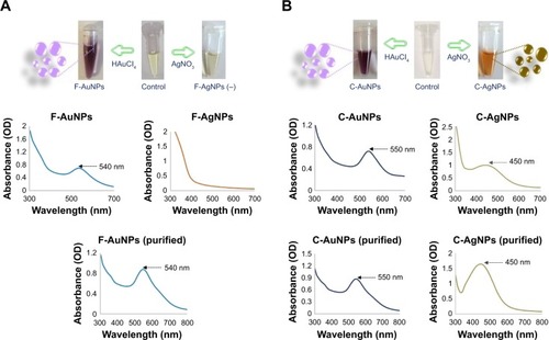Figure 1 Visible and UV–visible spectra of F-AuNPs and F-AgNPs (negative) (A), C-AuNPs and C-AgNPs (B).Note: The purple and brownish colors with absorbance spectra at 540, 550 and 450 nm show the formation of gold and silver nanoparticles in the respective reaction mixture, since the color and absorbance are due to the SPR of synthesized nanoparticles.Abbreviations: C-AgNPs, core–silver nanoparticles; C-AuNPs, core–gold nanoparticles; F-AgNPs, fiber-silver nanoparticles; F-AuNPs, fiber–gold nanoparticles; OD, optical density; SPR, surface plasmon resonance; UV, ultraviolet.