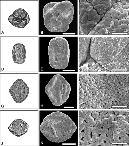 Figure 3. A–C. LM and SEM images of pollen of Ericales. Erica sp. 2. A. LM overview. B. SEM overview of the same grain as A. C. SEM detail of the same grain as A. D–F. Vitellariopsis sp. D. LM overview. E. SEM overview of the same grain as in D. F. SEM detail of the same grain as in D. G–I. Rehderodendron sp. G. LM overview. H. SEM overview of the same grain as in G. I. SEM detail of the same grain as in G. J–L. Polyspora sp. J. LM overview. K. SEM overview of the same grain as in J. L. SEM detail of the same grain as in J. Scale bars – 10 µm (B, E, H, K), 2 µm (C, F, I, L).