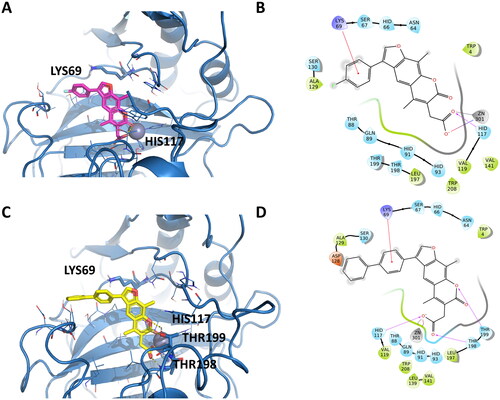 Figure 7. Representation of the putative binding mode of the EMAC10164 series most potent compounds obtained by docking experiments in complex with hCA XII. (A) 3D depiction of EMAC10164d and its respective interactions with CA XII residues; (B) 2D depiction of interactions; (C) 3D depiction of EMAC10164g and its respective interactions with CA XII residues; (D) 2D depiction of interactions.
