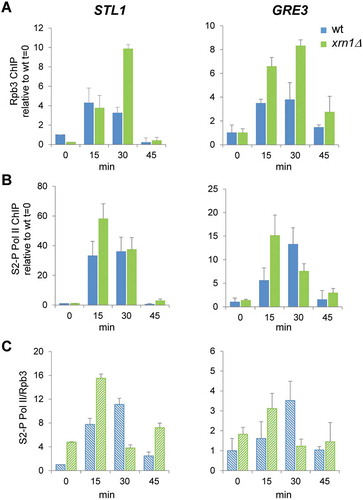 Figure 5. Lack of Xrn1 provokes an increased association of RNAPII with osmotic stress-upregulated genes and affects the dynamics of Ser2 phosphorylation at the Rpb1-carboxy-terminal repeat domain (CTD). Chromatin immunoprecipitation (ChIP) analysis of RNAPII recruitment in wild type (wt) and xrn1Δ under 0.6 M KCl for the indicated times. ChIP of RNAPII was performed using the antibodies anti-Rpb3 (A) and anti-Rpb1-CTDSer2-P (B) in two aliquots of the same whole cell extract sample. The ChIP DNA was used to quantify STL1 (left panels) and GRE3 (right panels) open reading frames (ORFs) by qPCR. The percentage of the signal obtained in each ChIP sample with respect to the signal obtained with the DNA from the corresponding whole cell extract was calculated. Data are normalized against the percentage ChIP of wt at time 0. (C) The proportion of RNAPII phosphorylated at Rpb1-CTDSer2-P with respect to the total RNAPII bound to STL1 and GRE3 (ratio S2-P PolI/Rpb3) is presented. Mean and standard deviation from three independent experiments are shown