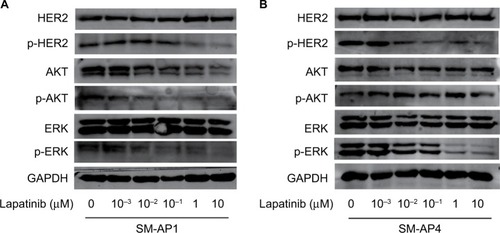 Figure 3 The effect of lapatinib on HER2 expression and its downstream pathways in SM-AP1 (A) and SM-AP4 (B) cells.Notes: (A) p-HER2, AKT, p-AKT, and p-ERK were inhibited by lapatinib in a dose-dependent manner in SM-AP1 cells. (B) p-HER2 was inhibited by lapatinib in a dose-dependent manner, and p-ERK was suppressed significantly when the concentration of lapatinib reached at 1 µM in SM-AP4 cells.Abbreviations: HER2, human epithelial growth factor receptor 2; p-AKT, phosphorylated AKT; p-ERK, phosphorylated ERK; p-HER2, phosphorylated HER2.