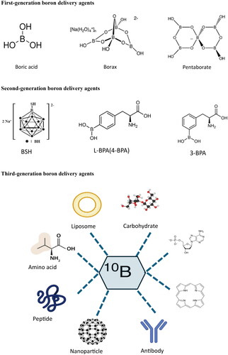 Figure 3. Classification and structures of boron delivery agents for BNCT.This figure illustrates the development of boron delivery agents for BNCT across three generations. The first-generation compounds, such as boric acid, borax, nanoparticles, and pentaborates, had low tumor selectivity and accumulation. The second generation introduced the clinically successful BPA and BSH, which exhibited improved tumor targeting and lower toxicity than the first generation. The third generation enhances tumor specificity and boron delivery by conjugating BPA and BSH with tumor-targeting moieties. These include amino acids, peptides, antibodies, porphyrins, liposomes, and oligonucleotides.