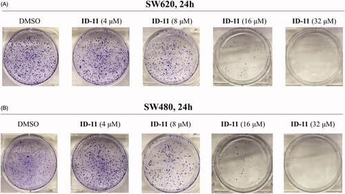 Figure 4. Effects on colony formation of different CRC cell lines by treatment of compound ID-11. (A) SW620 cells. (B) SW480 cells. Cells after treating with ID-11 (0, 4, 8, 16, and 32 μM) for 24 h, continue to cultivate with fresh culture medium for 10 days and then fixed, stained, air-dried and photographed.