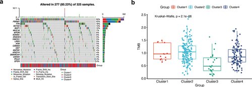 Figure 3. Mutation analysis. (a) The mutation landscape of KIRC. The highest mutation frequencies were VHL and PBRM1. Nonsense Mutation, Frame Shift Del, and Missense Mutation were the most common mutation types in the VHL gene. (b) The mutation symbiosis of the first 20 mutated genes. There was mutation symbiosis between PBRM1 and VHL (P < 0.01). Mutation symbiosis also existed between PBRM1 and SETD2, PBRM1 and USH2A, HMCN1 and TTN, LRP2 and SETD2, MUC16 and BAP1, USH2A and KDM5C, ARID1A and DNAH9, as well as USH2A and CSMD3 (P < 0.05). (c) Differential analysis of tumor mutation load (TMB) among different clusters. There was a significant difference in TMB among different clusters (P < 0.001), and the tumor mutation load in Cluster 3 was low.