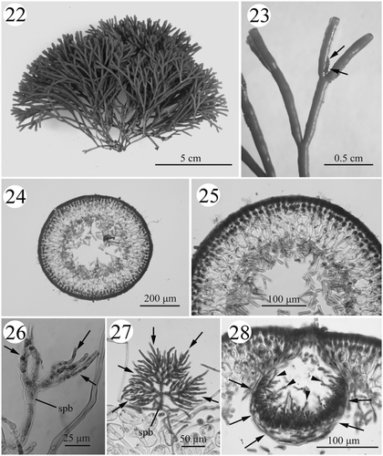 Figs. 22–28. Habit and development of vegetative (#SLL CP-07-21-2002-1) and male structures (#SLL SR-07-22-2002-1) in Actinotrichia taiwanica sp. nov. Fig. 22. Holotype, cystocarpic plant. Fig. 23. Dichotomous branches showing indistinct assimilatory filaments (arrows). Fig. 24. Cross-section of branch. Fig. 25. Cross-section of branch showing details of the cortex and medulla structures. Fig. 26. Spermatangial initial branch arising from the cortical filaments on the tip of a branch producing several primary spermatangial filaments (arrows). Fig. 27. Young male structures showing abundant secondary spermatangial filaments (arrows). Fig. 28. Cross-section of spermatangial conceptacle showing the conceptacle wall (arrows) consisting of the primary spermatangial filaments and numerous secondary spermatangial filaments projecting into the conceptacle cavity (arrowheads). Abbreviation: spb, spermatangial branch.