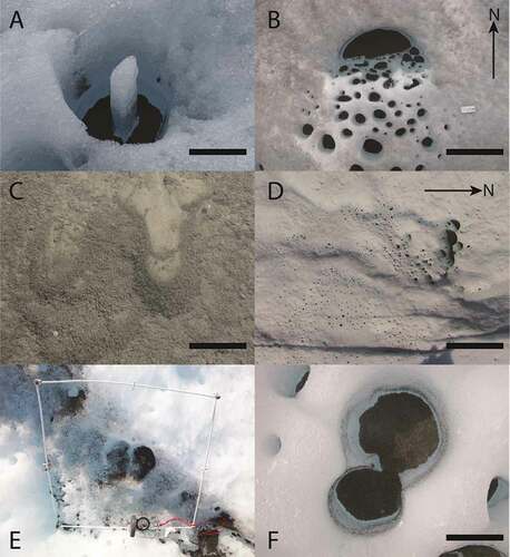 Figure 8. (A) A naturally occurring pinnacle formed by exposure of bare ice during sediment migration (scale bar = 30 cm). (B) A sequence of cryoconite holes becoming more irregularly shaped with distance down a short north slope, and a cryopool at the slope base (scale bar = 50 cm). (C) Mass-movement morphology in the upslope area of a cryopool, immediately downslope of a relict cryoconite hole (scale bar = 10 cm). (D) An example image from a UAV flyover showing cryoconite holes on a north slope with a series of cryopools at the slope base (scale bar = 5 m). (E) A quadrat over a “track” running top left to bottom right (quadrat = 50 cm). (F) Two cryoconite holes merging because of hole migration (scale bar = 30 cm)