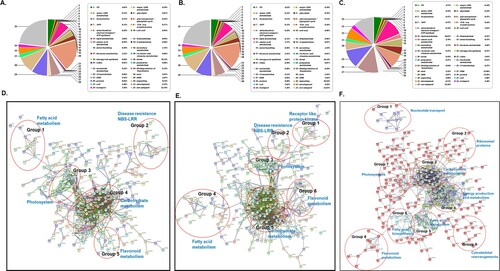 Figure 4. Overview of the A. flavus-responsive proteins in OE-Def transgenic and control lines. (A–C) Functional classification of differentially expressed proteins in (A) control, (B) transgenics, and (C) comparison of transgenic and control samples based on map man bin codes. (D–F) Protein interaction network of the significant proteins that were differentially regulated by A. flavus infection in (D) control samples, (E) transgenic lines. (F) Comparison of transgenic and controls. The protein integration map was predicted using STRING with high confidence (0.7) based on the proteins mapped to Medicago truncatula proteome. Red dotted circles show clusters on interest.