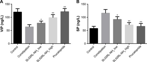 Figure 4 Effect of SLIGRL-NH2 on the expression of VIP and SP in colons of loperamide-induced constipated rats.