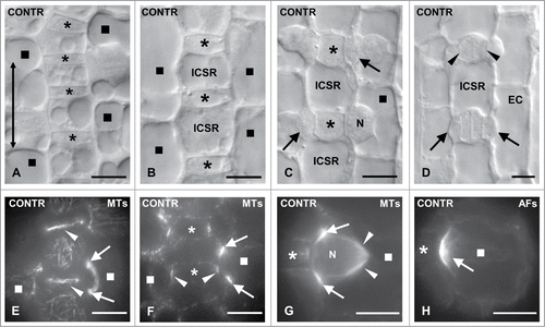 Figure 2. (A–D) Areas of Z. mays stomatal rows, as observed with DIC optics, displaying young GMCs (A), GMCs in an intermediate developmental stage (B), advanced GMCs (C) and young stomatal complexes (D). The double arrow in (A) shows the longitudinal leaf axis. The asterisks mark the GMCs and the squares the SMCs. In the SMC shown in (C) the nucleus (N) has occupied its polar position. The arrows point to the daughter cell walls of the asymmetrical divisions that create the subsidiary cells. The arrows in (D) show subsidiary cells and the arrowheads young guard cells. EC: epidermal cell; ICSR: intervening cell of the stomatal row. (E and F) GMCs (asterisks) and SMCs (squares) after tubulin immunolabeling in external (E) and median (F) optical planes. The arrows point to preprophase MT- band profiles of a SMC and the arrowheads to those of an interphase MT-ring in GMCs. (G) Tubulin immunolabeling in a prophase SMC (square). The arrows indicate the preprophase MT- band, the arrowheads the half prophase MT-spindle, while the asterisk marks the inducing GMC. N: nucleus. (H) AF-patch (arrow) in SMC (square), which bulges toward the inducing GMC (asterisk). Scale bars: 10 μm.