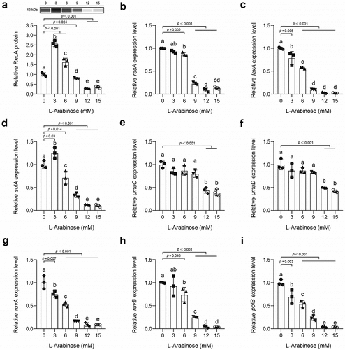 Figure 4. L-Arabinose impairs the SOS response in E. coli O157:H7 after a 24-h interaction in LB broth RecA protein production of E. coli O157:H7 upon 24 h growth in LB medium supplemented with 0, 3, 6, 9, 12, and 15 mM L-arabinose and representative Western blot image (a). recA (b), lexA (c), sulA (d) umuC (e), umuD (f), ruvA (g), ruvB (h), and polB (i) mRNA expression levels of E. coli O157:H7 upon 24 h growth in LB medium supplemented with 0, 3, 6, 9, 12, and 15 mM L-arabinose. All data are presented as mean ± standard deviation and analyzed based on three biological replicates.