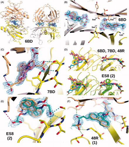 Figure 2. Schematic representation of the binding of ligands to TTR. All four ligands in this study bind at the crystallographic dimer interface of the TTR tetramer both in the forward and reverse mode. (A) Two orthogonal views of the electron density (weighted 2Fobs-Fcalc, contoured at 0.35, 1.35, 2.35, 3.35σ) for compound 6BD to show its positioning at each of the two binding sites in the TTR tetramer composed the a yellow/white dimer that forms the symmetric unit and its symmetric orange dimer. (B) Superposition of four 6BD molecules in their electron density. 6BD binding in the forward mode is shown in turquoise. The forward binding mode is characterized by the proximity of the carboxylic acid to Lys15. 6BD binding in the reverse mode is shown in light magenta. In this mode the carboxylic acid interacts with Ser117 and/or Thr119. Because 6BD is found at dimer interface in both the forward and reverse binding mode the electron density is the result of scattering contributions from four molecules of 6BD. The same is true for the other ligands. (C) The binding of 7BD to TTR resembles that of 6BD with only minor differences. The weaker electron density for the forward mode implies that either the carboxylate moiety is more flexible that in 6BD or that there is a preference for the reverse mode. (D) The fused ring system of the fluorenone of 6BD, 7BD and 48R (compound 1; Figure 1) occupy approximately the same position (top) while the ES8 (compound 2, Figure 1) fluorenone is positioned at right angles to the other three. (E) This profound change does not prevent ES8 from establishing interactions both in the forward and reverse modes, with the ring in the same position. (F) Electron density for 48R binding to TTR in both the forward and reverse binding modes. Stereo-images of ligand binding can be found in Supplementary Figure 2.