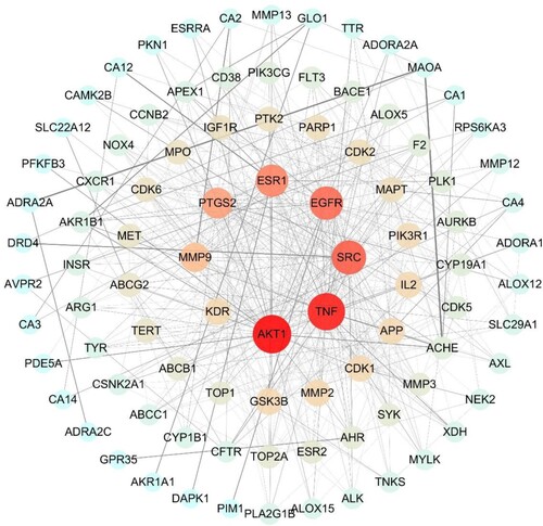 Figure 2. PPI network diagram. The graph shows the interrelationships among 95 common targets.