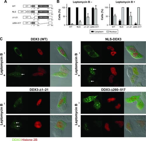 Figure 3 Influence of CRM1 inhibition on subcellular localization of DDX3 mutants.