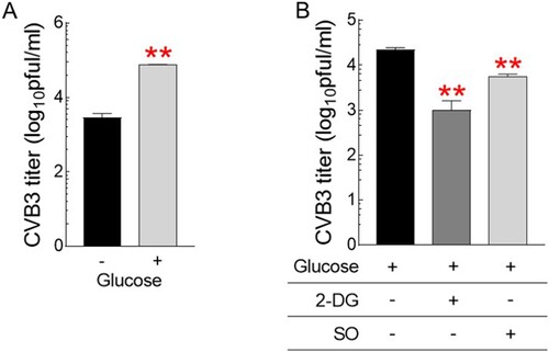 Figure 4. Glycolysis inhibitors as novel therapeutic strategies for CVB3 treatment. (A) Quantification of CVB3 titers in Hela cells treated with medium with or without glucose (1 g/L) (**P < 0.01, Student’s t-test). Means ± S.D., N = 3. (B) Quantification of CVB3 titers in Hela cells treated with glycolysis inhibitors, 2-deoxy-D-glucose (2-DG) or sodium oxamate (SO) after fixing the glucose concentration in the medium to 1 g/L. (**P < 0.01, Student’s t-test). Means ± S.D., N = 3.